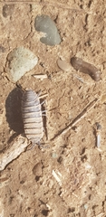 Hemilepistus klugii