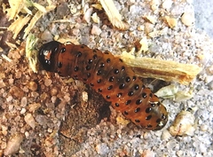 Dysodia oculatana