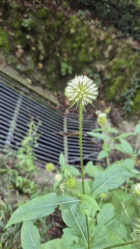 Dipsacus strigosus (Dipsacus strigosus)