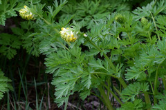 Corydalis nobilis