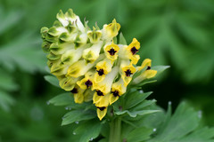 Corydalis nobilis