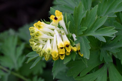 Corydalis nobilis