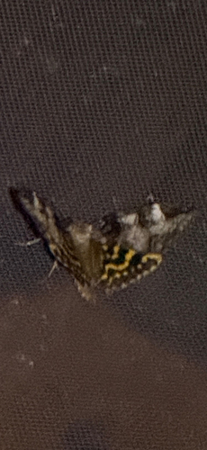 Locust Underwing photo 5