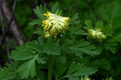 Corydalis nobilis