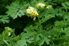 Corydalis nobilis