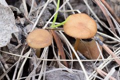 Strobilurus tenacellus