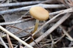 Strobilurus tenacellus