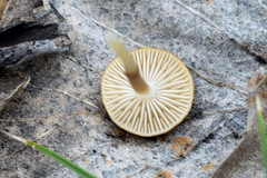 Strobilurus tenacellus