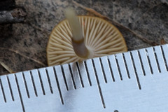 Strobilurus tenacellus