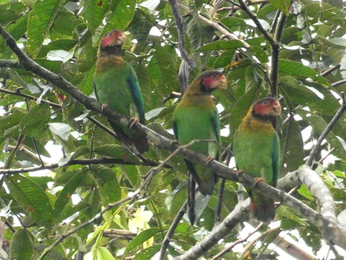 Rose-faced Parrot (Pyrilia pulchra), photo 7