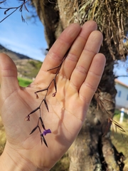 Tillandsia caerulea, photograph author not stated, no rights reserved