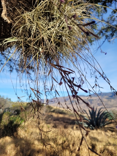 Tillandsia caerulea, photograph 3