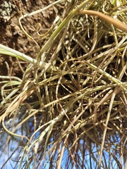Tillandsia caerulea, photograph author not stated, no rights reserved