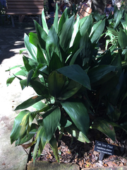 Aspidistra