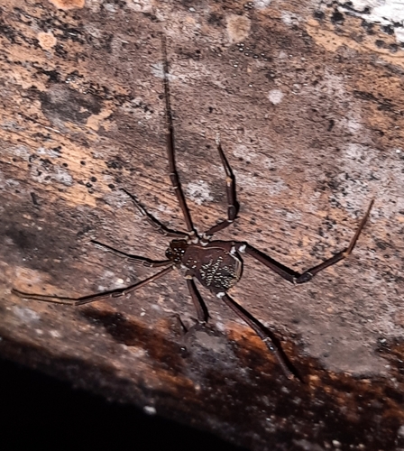 daddy longlegs