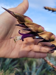author not stated, no rights reserved Tillandsia secunda, photograph author not stated, no rights reserved