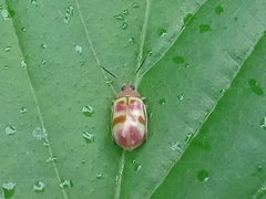 Walterianella colombiana