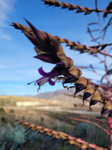 Tillandsia secunda, photograph 5