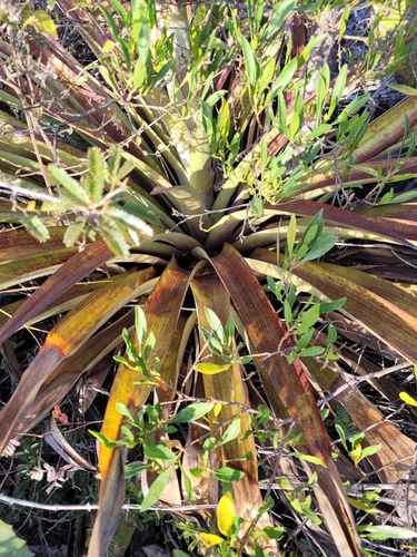 Tillandsia secunda, photograph 6