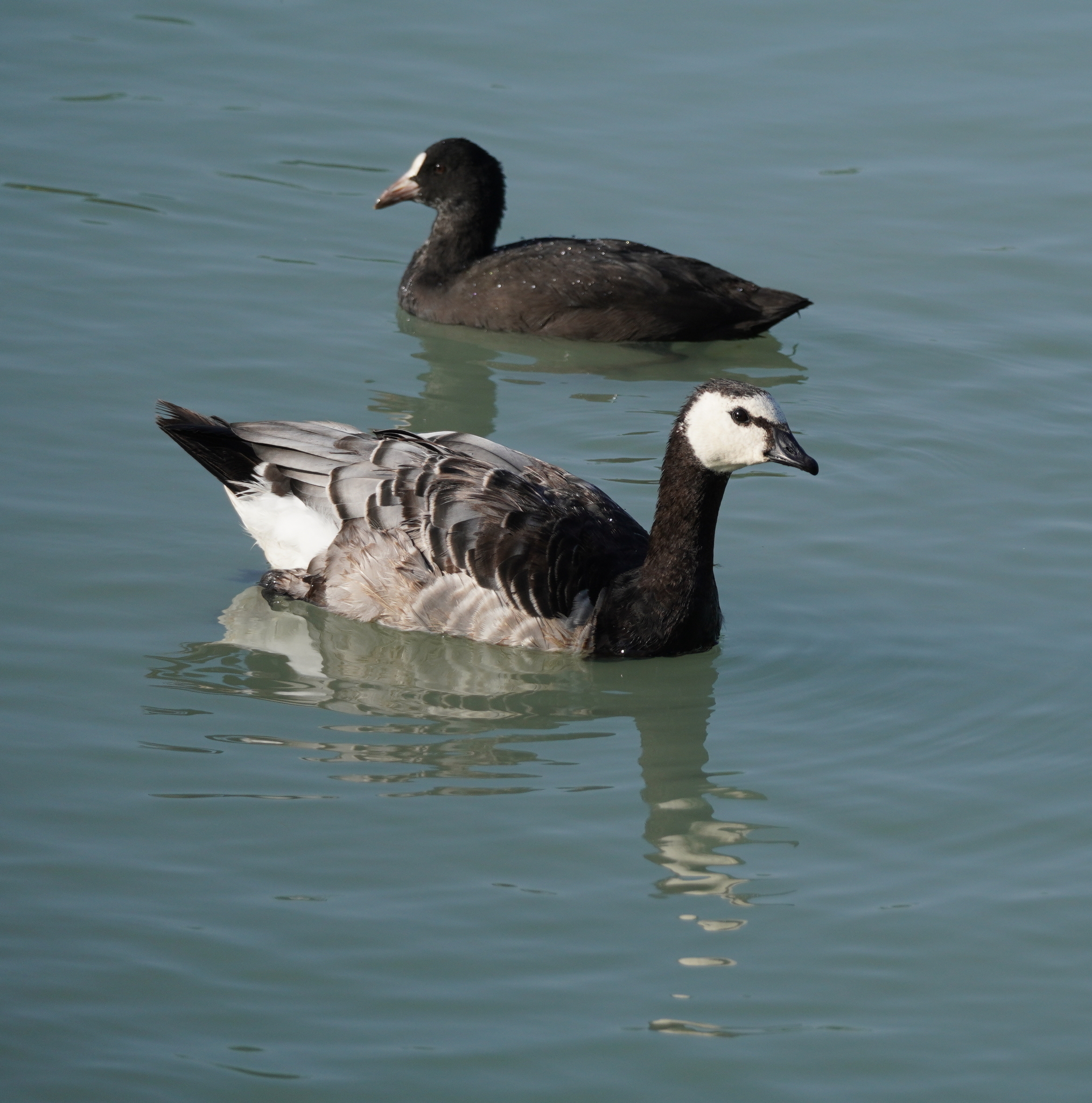 Barnacle Goose
