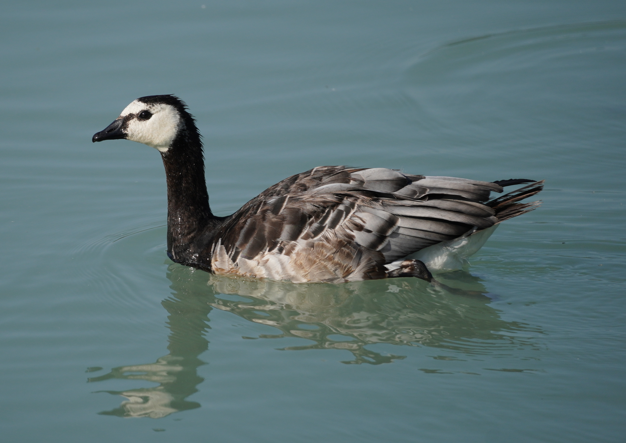 Barnacle Goose