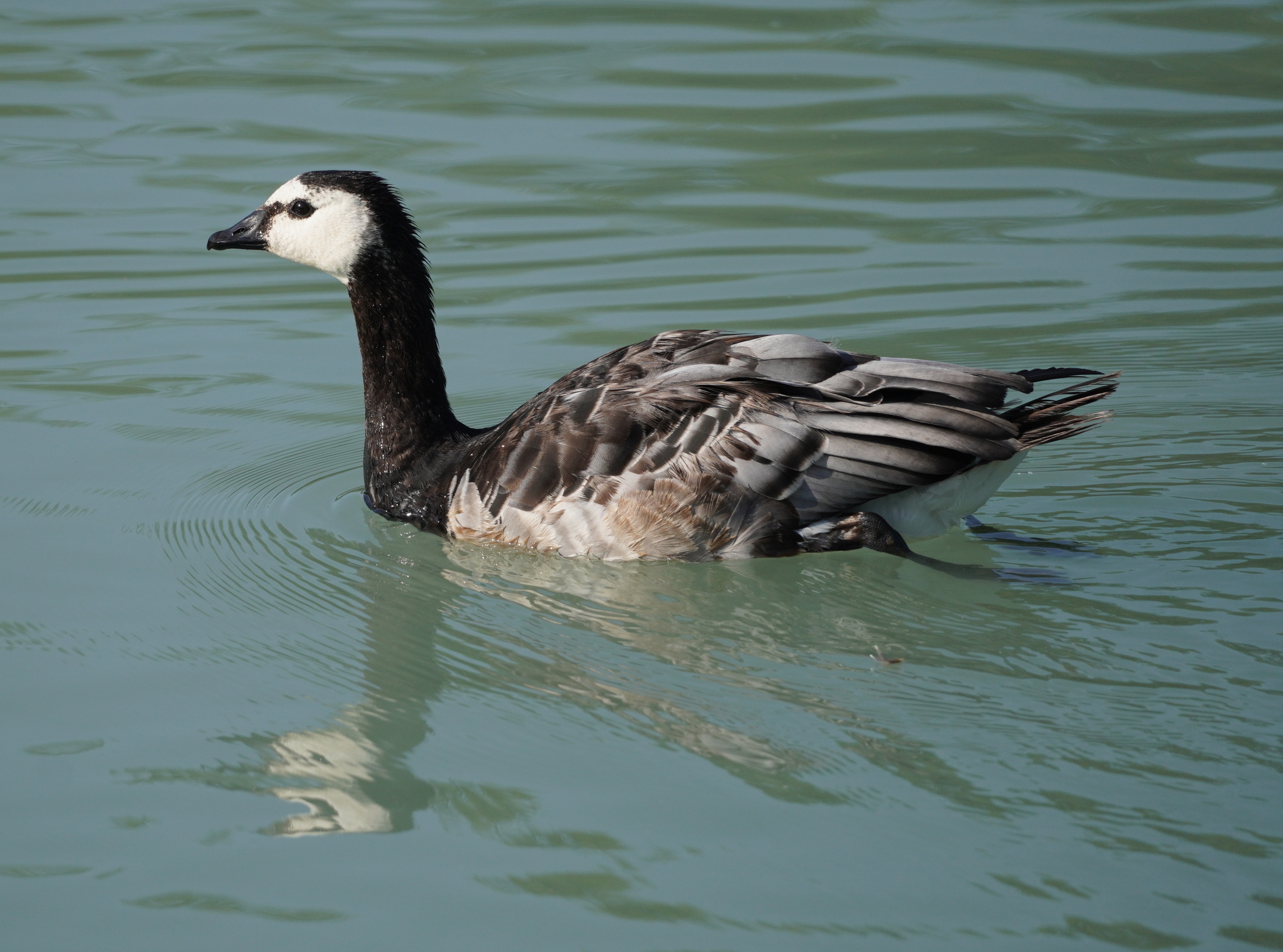 Barnacle Goose