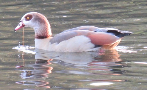 Ganso del Nilo (Alopochen aegyptiaca)