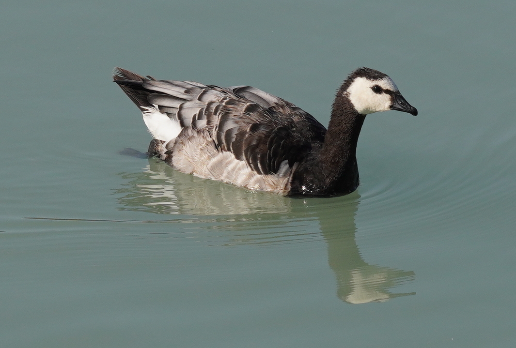 Barnacle Goose