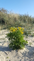 Jacobaea vulgaris dunensis