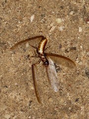 Hodotermitidae