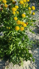 Jacobaea vulgaris dunensis