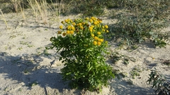 Jacobaea vulgaris dunensis