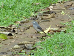 Melaenornis fischeri