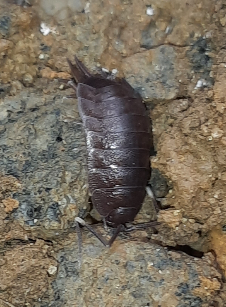 Benthana longicaudata