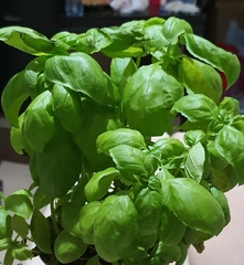 Ocimum basilicum