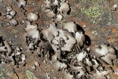 Umbilicaria hirsuta