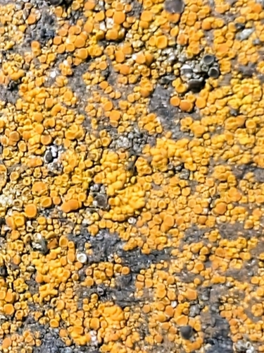 svietivček žltý (Candelariella vitellina)