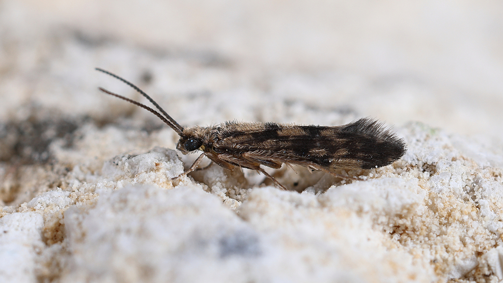 Agraylea cognatella