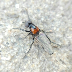 Dilophus pectoralis