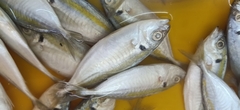 Selaroides leptolepis