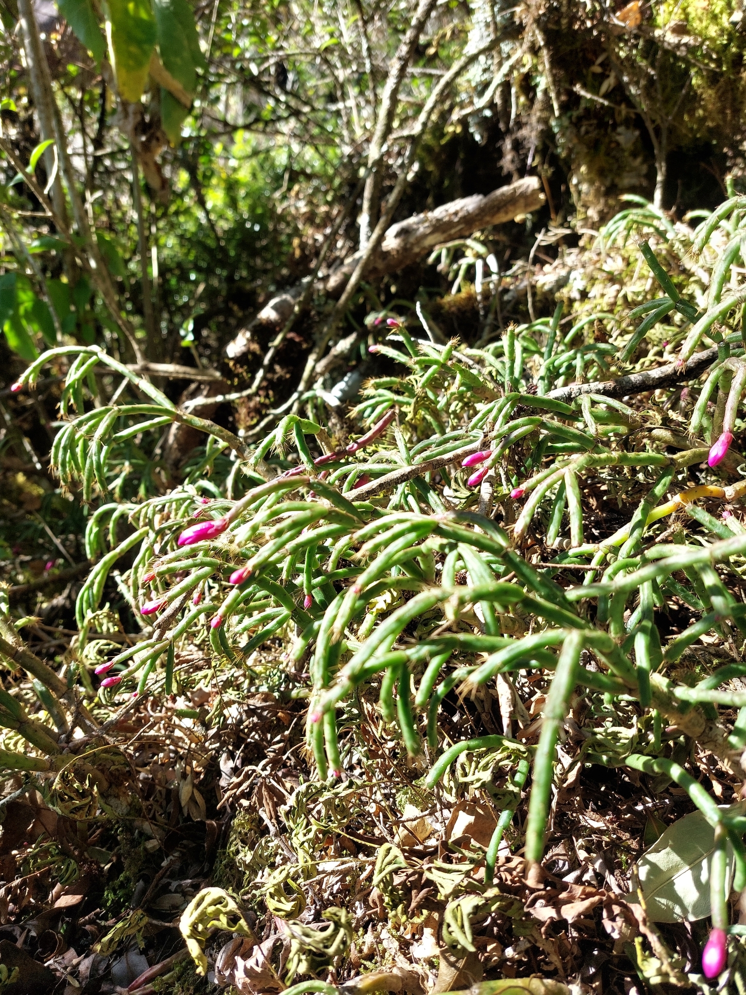 Schlumbergera microsphaerica