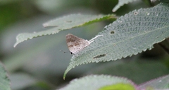 Bindahara moorei