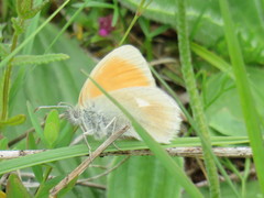 Coenonympha rhodopensis