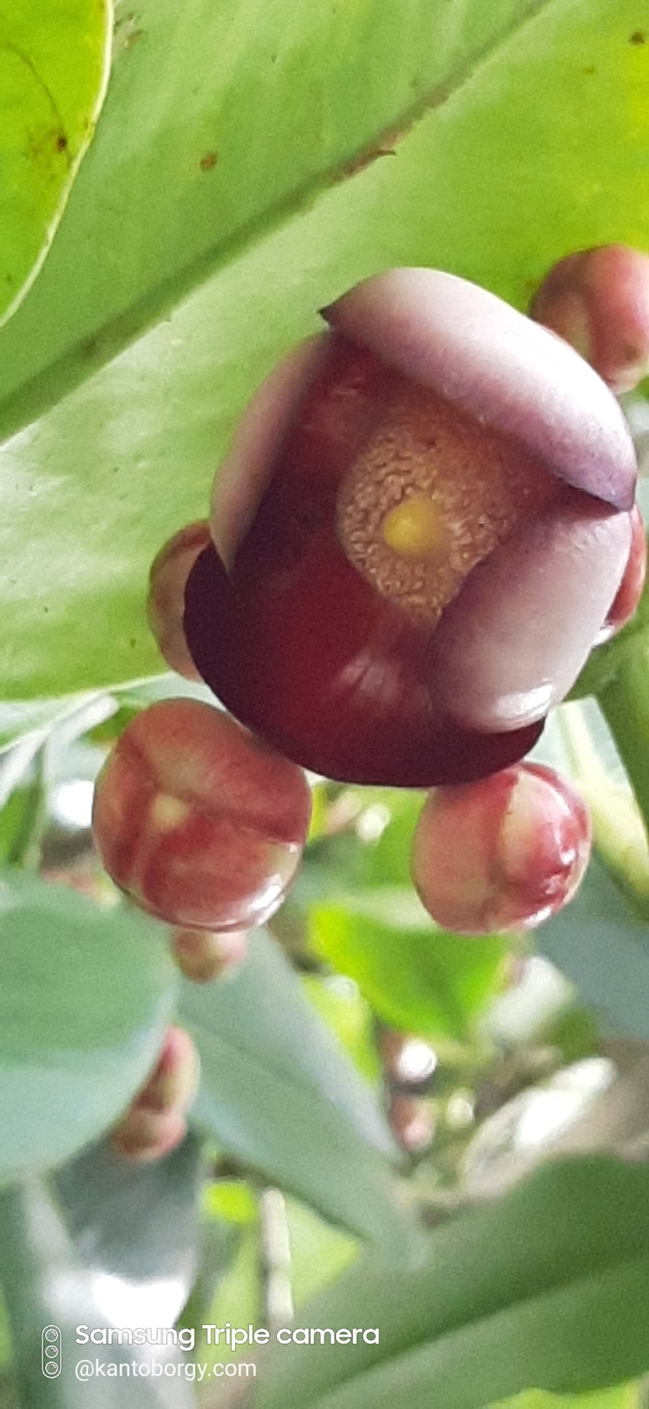 Clusiaceae image