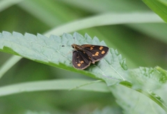 Taractrocera ceramas