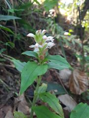 Herpysma longicaulis