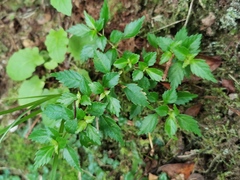Pilea urticifolia image