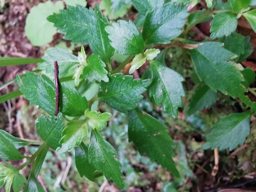 Pilea urticifolia image