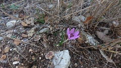 Colchicum cupanii