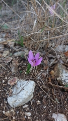 Colchicum cupanii
